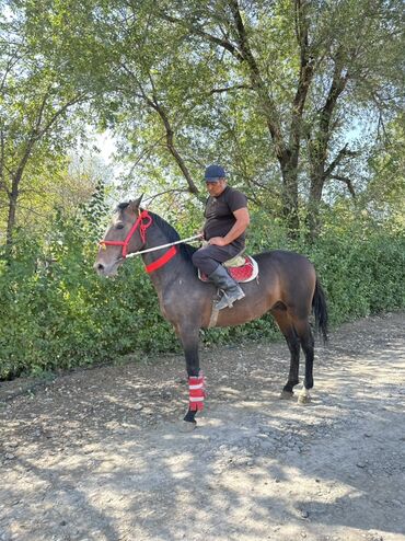 Лошади, кони: Продаю | Жеребец | Рабочий — 2