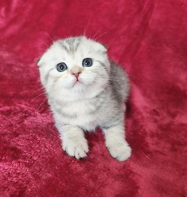 Продажа кошек: Предлагается к предварительному резерву котенок. Скоттиш Фолд. Девочка — 13