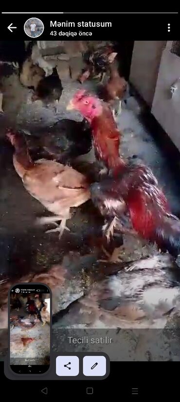 Xoruzlar: Xoruz, Heyratı, il: 1, Ünvandan götürmə, Pulsuz çatdırılma, Ödənişli çatdırılma