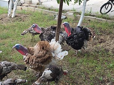 brolyer: Hinduşka balaları və damazlıqvə ətlik 6-8kilo ət veren hinduşkalar — 6
