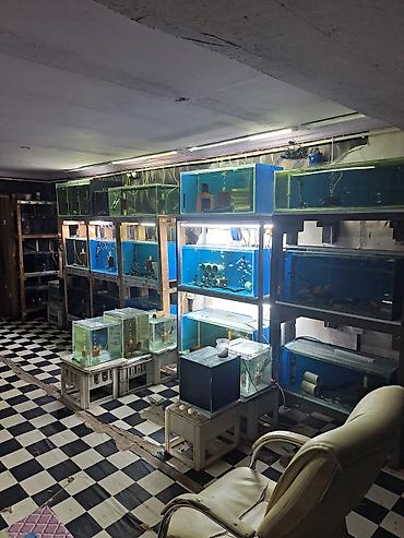 hava matoru: Dördbucaq akvarium, Boş, 100 l, Ünvandan götürmə — 1