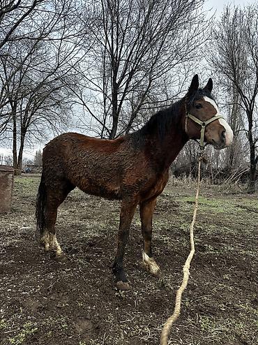 Лошади, кони: Продаю | Кобыла (самка), Конь (самец), Жеребенок | Полукровка | На забой, Для разведения, Для молока — 30