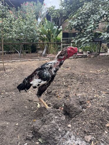 Cücələr: Xoruz, Heyratı, il: 1, Ödənişli çatdırılma