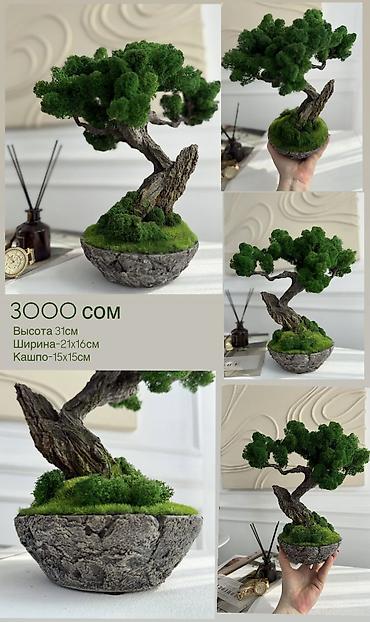 Декоративные цветы: В переводе с японского Бонсай означает «дерево, выращенное в блюде» — 46