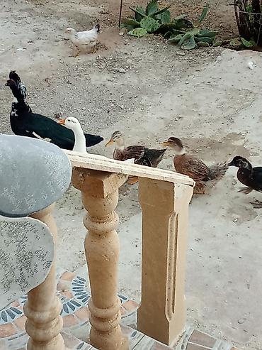 pekin ördeği: Satış: ördəklər - Növlər: müxtəlif cinslər (ağ Pekin tipli, rəngli — 2