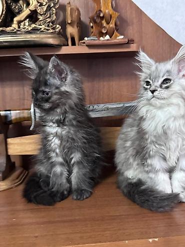 мейкун котята: Мейн-кун, 3 месяца, Девочка, Серый, Приучена к лотку — 1