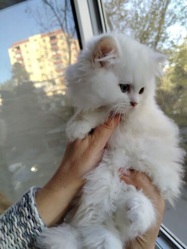 Pişiklər: 200 manatdan başdıyan qiymətlər 1000 manata kimi. Qiymət pişiyin — 30