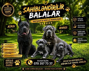 avçarka bala: Kane-Korso, 2 ay, Dişi, Peyvəndli, Pulsuz çatdırılma — 1