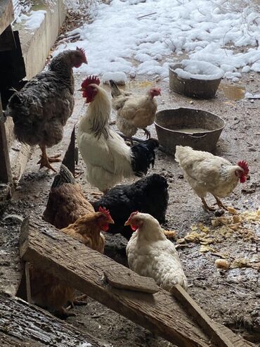 объявления о собаках sobaka: Сатам | Тооктор | Үй | Көбөйтүү үчүн