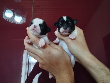 сколько стоит щенок чау чау: Чихуахуа, 1 месяц, С прививками at lalafo.az сколько стоит щенок чау чау: Чихуахуа, 1 месяц, С прививками