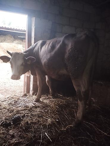 Inəklər, öküzlər: Dişi, Simental, il: 1, 300 kq, Damazlıq — 1