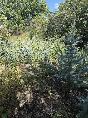 casa bella: Ели голубые (Picea pungens, «Голубая ель») — саженцы с открытой — 4