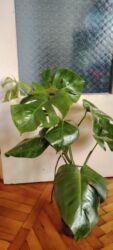 Bitkilər: Monstera deliciosa (Swiss cheese plant) – dekorativ otaq bitkisi -