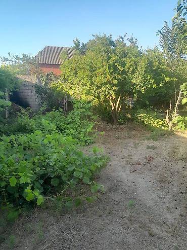 bine atciliq satilan evler: Bağ sahəsi və yarıtikili ev Qurd deresi 4-cu dayanacaq paket kupca — 4