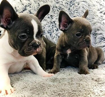 Psi: Štenci francuskog buldoga egzotične plave boje bez tigrine, veseli — 8
