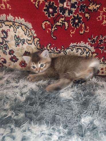 Скотиш Страйт (Шотландская прямоухая), 1 месяц, Девочка, Золотая шиншилла
