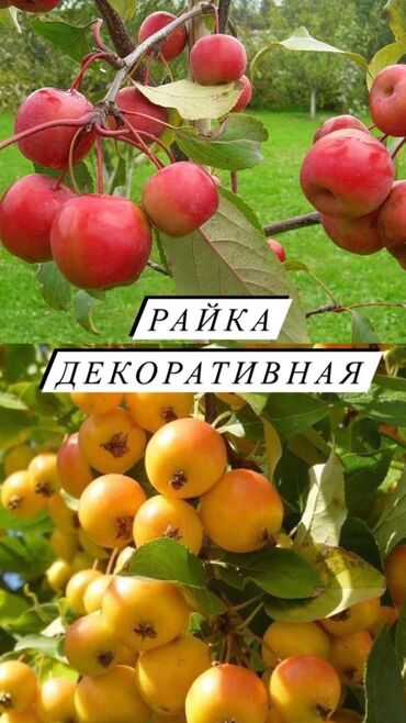 Декоративные деревья: Декоративные кустарники для сада! - спирея японская - спирея -спирея — 7