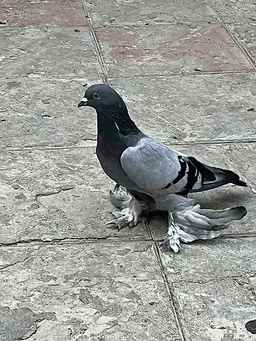 Goy iri lelek erkekdi unvan sabuncu
