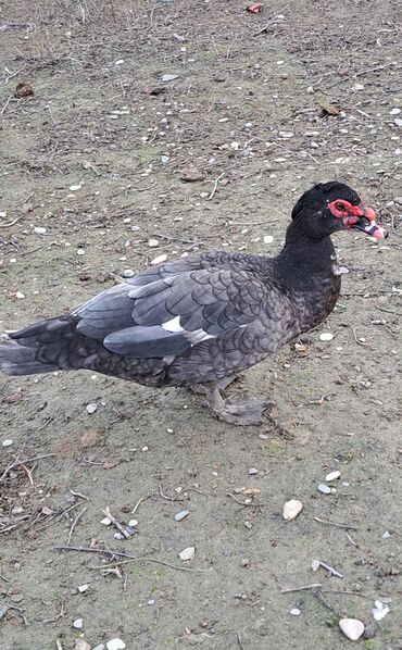 Ördəklər: Erkək, | Macar, Ətlik, Pulsuz çatdırılma — 11