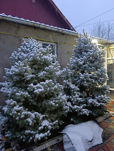 Пихта: Пихты/ели для участка - Живые хвойные деревья, выращенные на — 7