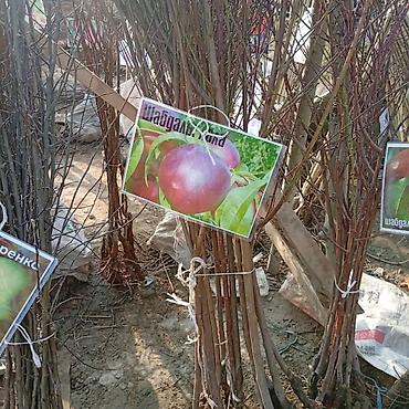 Яблоня: Саженцы плодовых культур — ассортимент сортов Предлагаются саженцы — 3