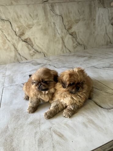 İtlər: Pekines, 2 ay, Ödənişli çatdırılma — 5