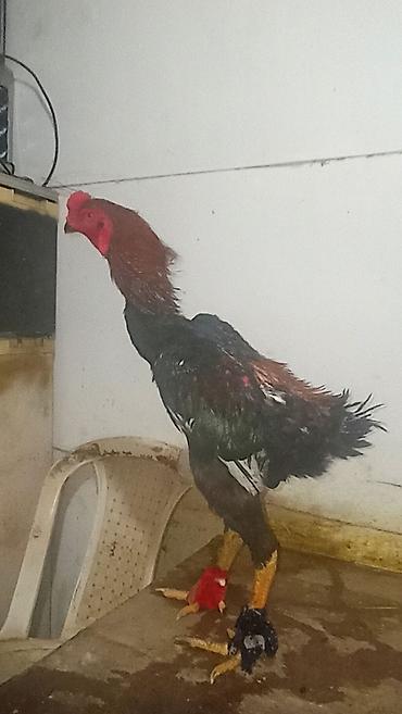 it satisi afcarka: Xoruz, Heyratı, il: 1, Ünvandan götürmə — 4