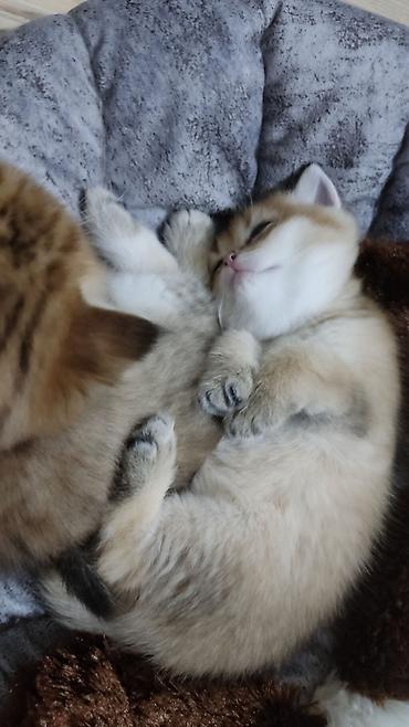 Pişiklər: Qızıl şinşilla, Erkək, Yaxşı əllərə, Ünvandan götürmə — 7