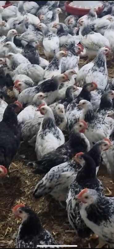 Çaydanlar: Toyuq, Ətlik, Ödənişli çatdırılma