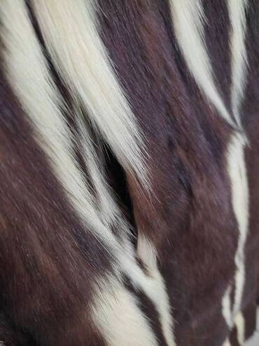 Krzneni kaputi: M, Sa postavom — 7