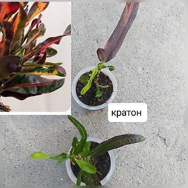 Другие комнатные растения: Продаю цветы — 8