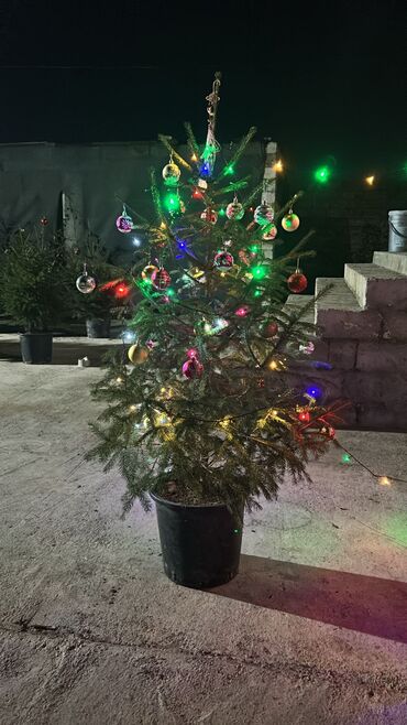 Landşaft işləri: Dekarativ agaclarin satişi çatrlme ekme odenişludir qazon torf — 1