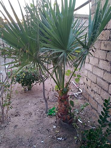 monstera bitkisi: Washingtonia filifera/robusta tipli) Təyinat: Həyətyanı sahə, bağ — 6
