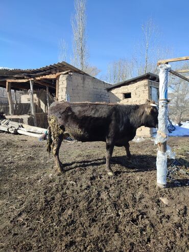 уй сотилади ош: Продаю | Корова (самка) | На забой