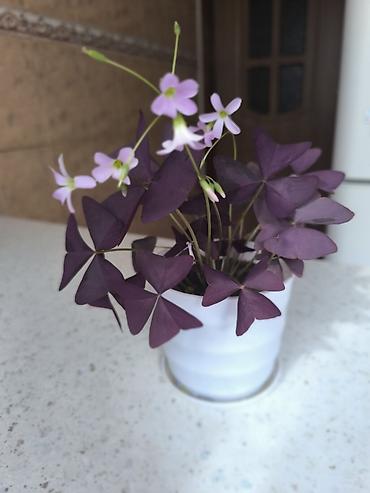 кактус цветы: Оксалис треугольный (Oxalis triangularis), фиолетовый сорт. - — 1