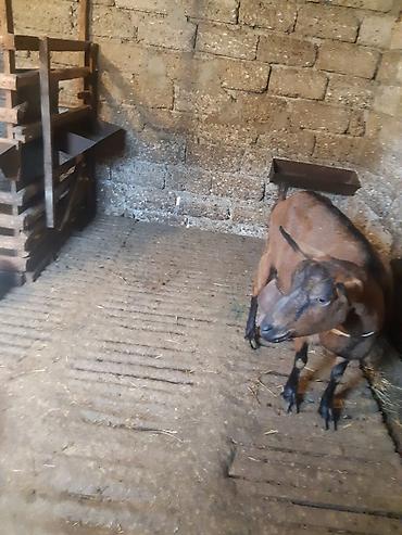 3 AZN-e Keci sudu satilir!!Tam tebiyi ve faydali.(catdirilma var ) lalafo.az -da 3 AZN-e Keci sudu satilir!!Tam tebiyi ve faydali.(catdirilma var )