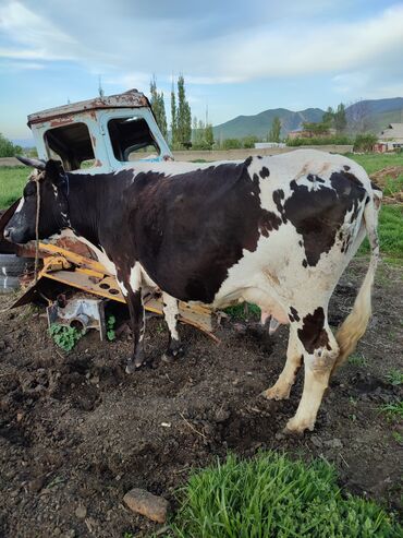 Коровы, быки: Продаю | | Голштин