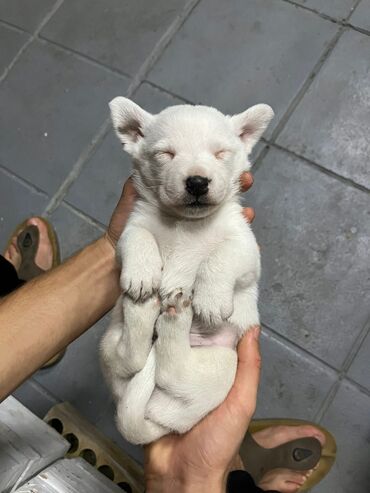 İtlər: Cek rassel teryer, 2 ay, Erkek, Ödənişli çatdırılma — 6