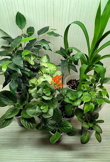 КОМНАТНЫЕ ЦВЕТЫ ПРОДАЮ 🌱 Каланхоэ - 100 🌱 Сингониум Пикси - 250 🌱