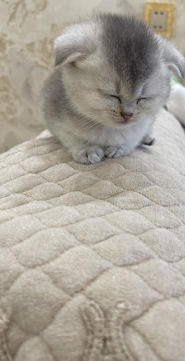 ragdoll pisik: Britan, Dişi — 4