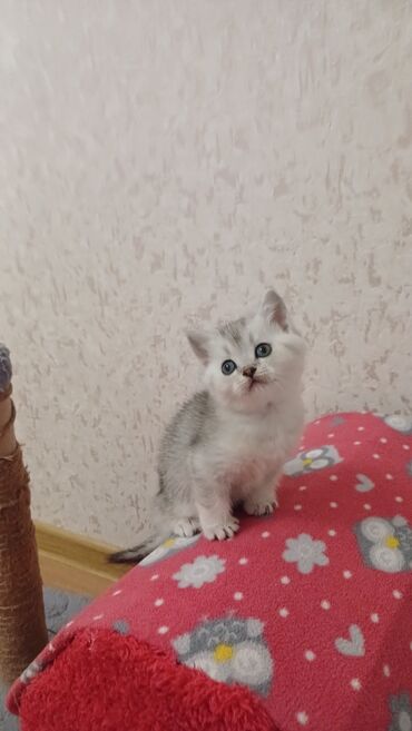 Pişiklər: Şinşilla, Erkək, Dişi, Yaxşı əllərə, Pulsuz çatdırılma — 7