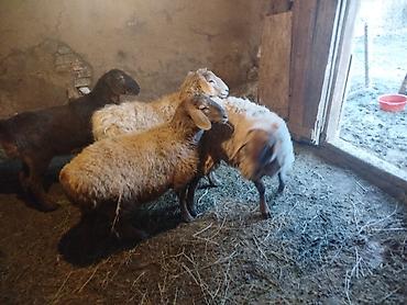 Баран, овца: Продаю | Ягненок | Полукровка | Для разведения | Матка — 8