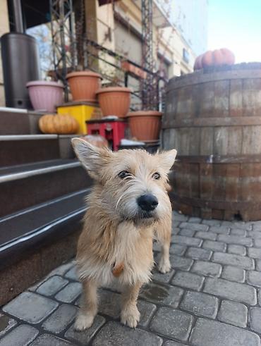 Другие услуги: 🐾 Лапки под присмотром — забота, как для своих.🐾 Я няня для ваших — 4