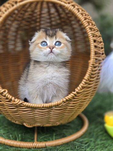 купить сиамского котенка: Шотландские котята от красивой пары. Предлагаем чистопородных малышей