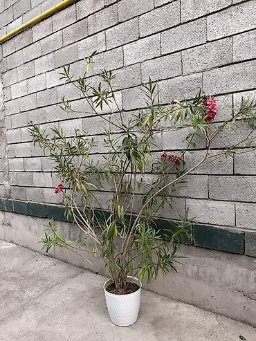 Фикусы: Комнатные растения в кашпо 1) Фикус эластика (Ficus elastica — 4