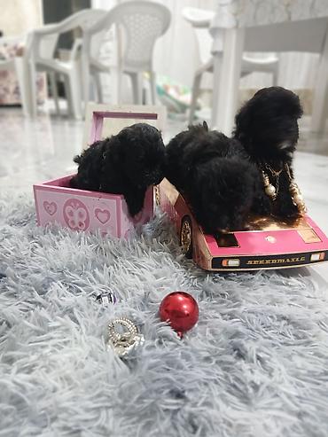 İtlər: Pudel, 2 ay, Dişi, Sənədli, Pulsuz çatdırılma — 8