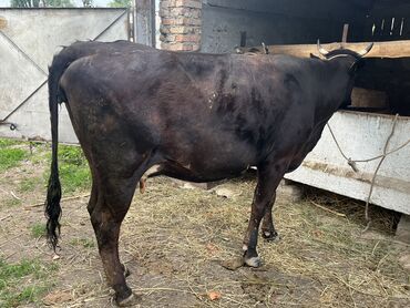 бык бельгийский: Продаю | Корова (самка) | Алатауская | Для молока | Стельные