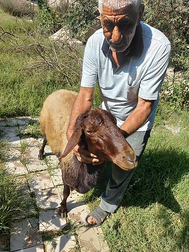 Qoyunlar, qoçlar: Qoyun – qala cinsi - Cins: Qoç - Boy-buxun: Uzunbədənli, möhkəmli - — 8