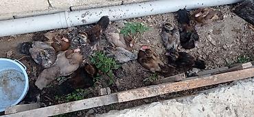 damaz: Musk ördəyi balaları (indo ducklings) - Şəkillərdə müxtəlif rəng — 6