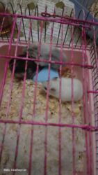 котята породистые купить: Gözəl rəng çeşidində balaca hamsterlər və tam dəst qəfəs tek xamyaq